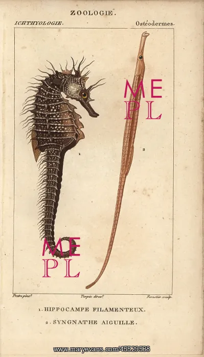 : Seahorse, Hippocampus, and greater pipefish : Seahorse, Hippocampus, and greater pipefish