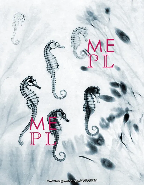: Seahorses, Historical X-Ray : Seahorses, Historical X-Ray