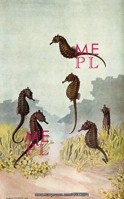  : Seahorses, Illustration