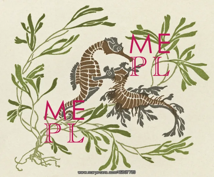 : Two seahorses with seaweed : Two seahorses with seaweed