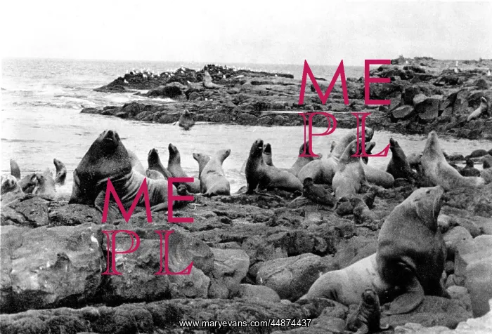  : SEAL COLONY