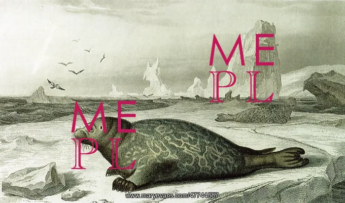  : Seal (Phoca vitulina)