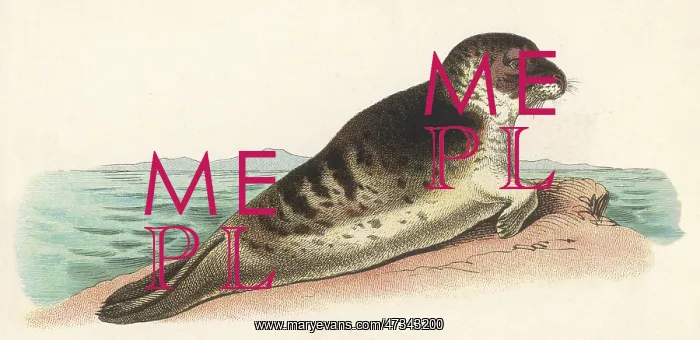 : SEAL ON ROCK : SEAL ON ROCK
