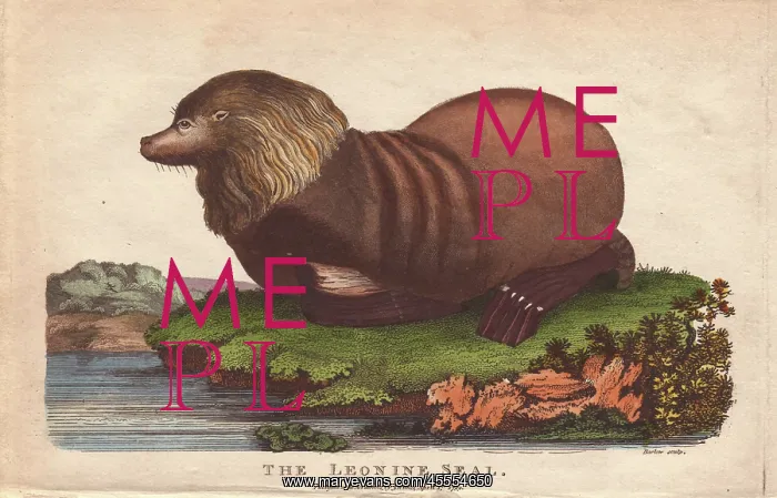: Sealion, Otaria flavescens : Sealion, Otaria flavescens