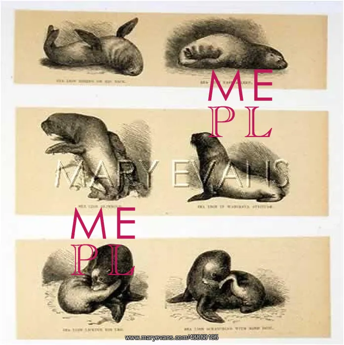  : SEALION POSITIONS