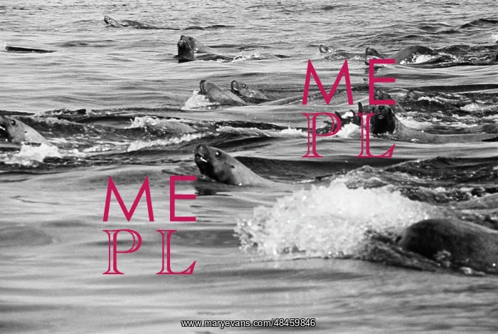 : Seals Near Sea Shore : Seals Near Sea Shore