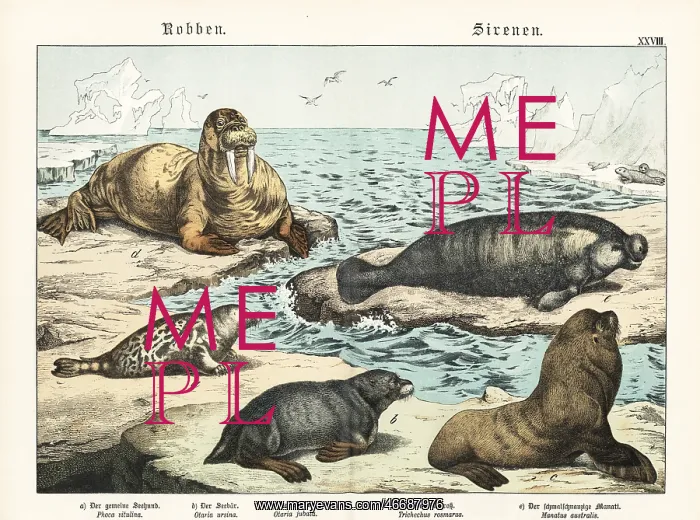 : Seals, sea lion, walrus and manatee : Seals, sea lion, walrus and manatee