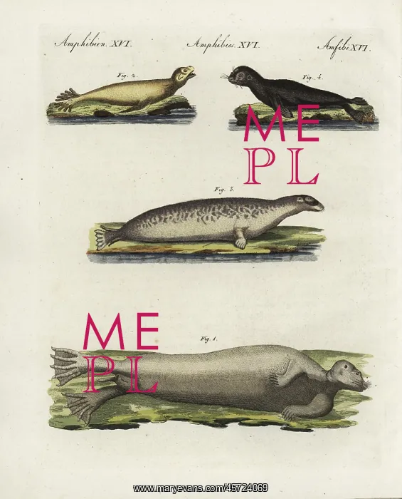 : Seals and sealions : Seals and sealions