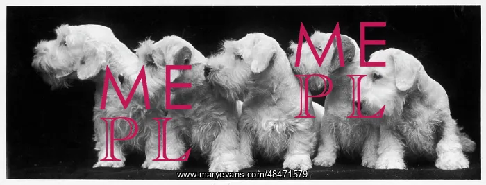 : Sealyham Puppies - 1936 : Sealyham Puppies - 1936