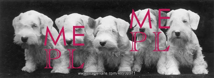 : SEALYHAM PUPPIES / 1936 : SEALYHAM PUPPIES / 1936