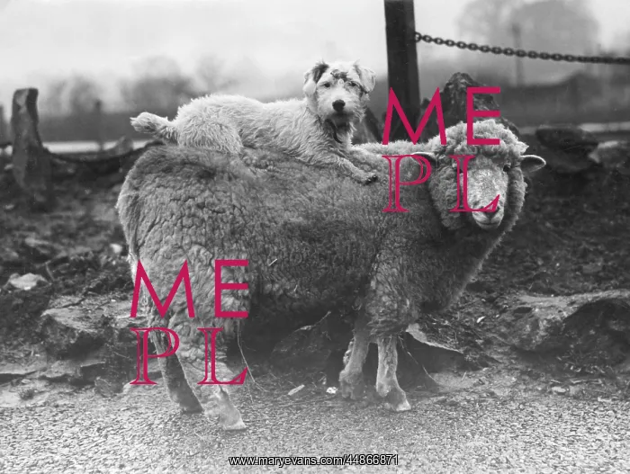 : SEALYHAM RIDING A SHEEP : SEALYHAM RIDING A SHEEP