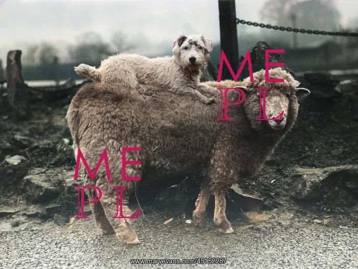 : SEALYHAM RIDING A SHEEP : SEALYHAM RIDING A SHEEP