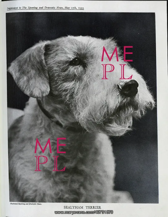 : Sealyham Terrier : Sealyham Terrier