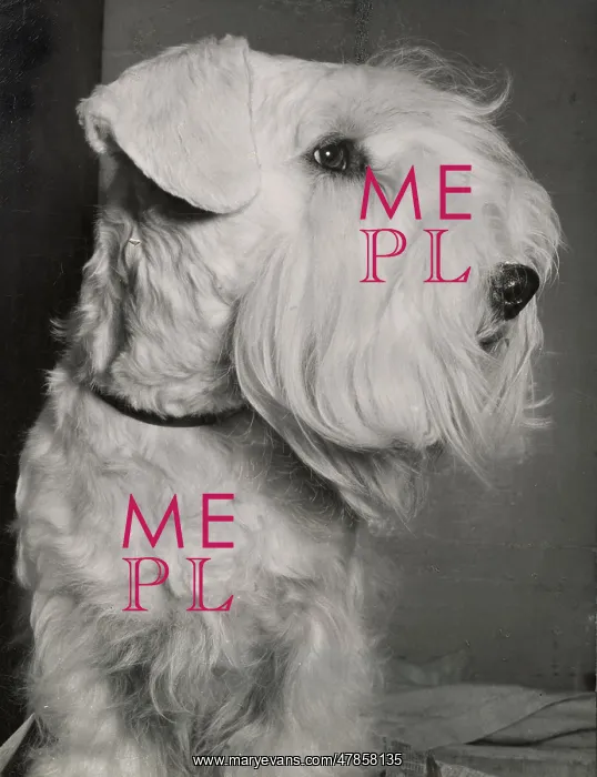  : Sealyham Terrier