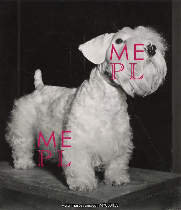  : Sealyham Terrier