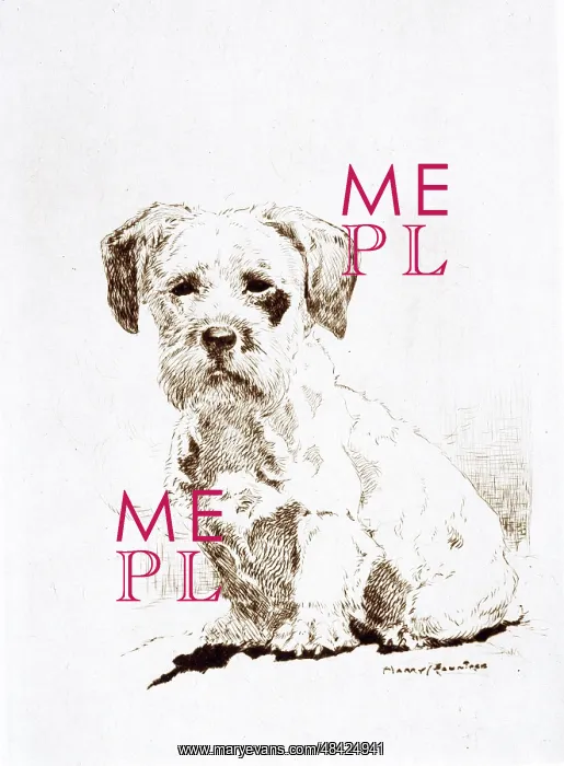  : Sealyham terrier puppy by Harry Rountree