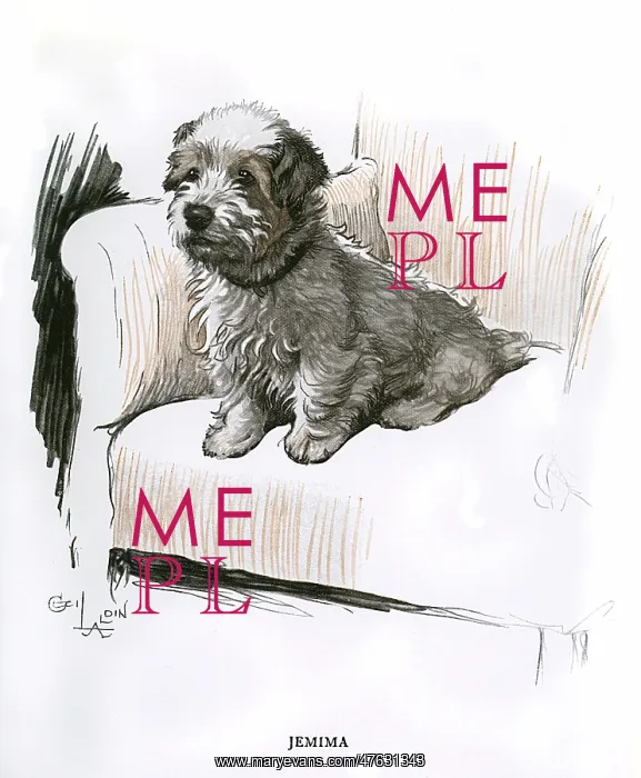 : Sealyham terrier sitting in an armchair : Sealyham terrier sitting in an armchair