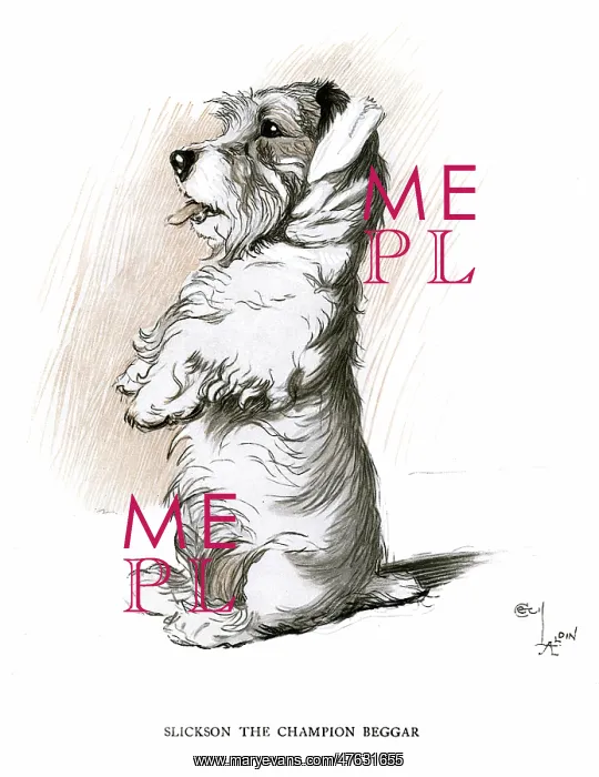 : Sealyham terrier sitting up and begging : Sealyham terrier sitting up and begging