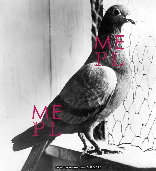 : Seaplane carrier pigeon, WW1 : Seaplane carrier pigeon, WW1