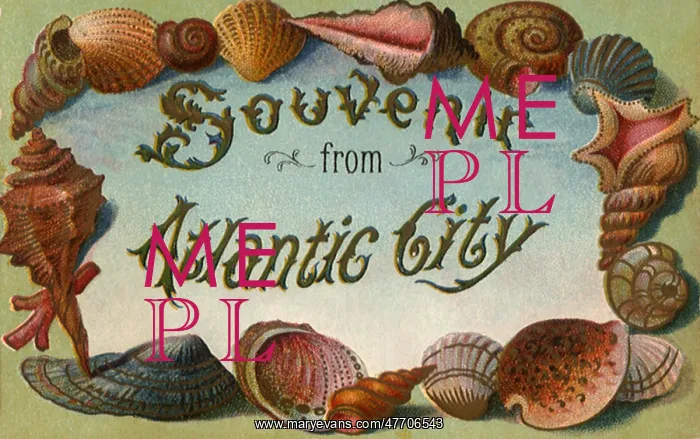  : Seashell Postcard
