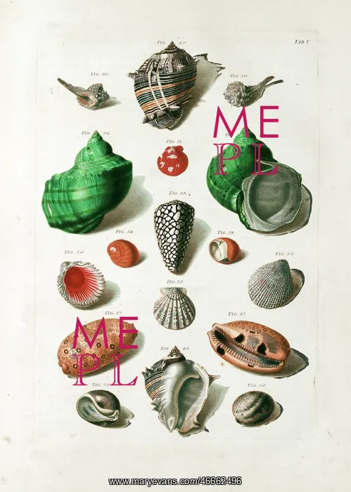 : Seashells from 18th century Danish volume : Seashells from 18th century Danish volume