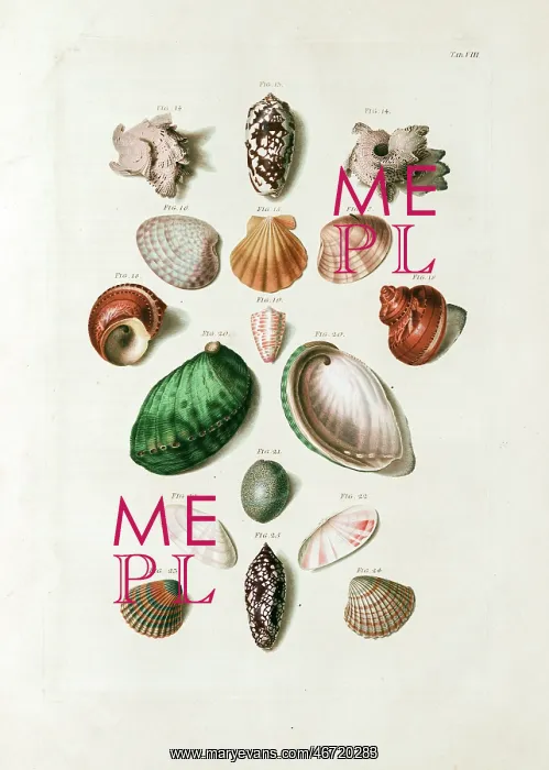 : Seashells from 18th century Danish volume : Seashells from 18th century Danish volume