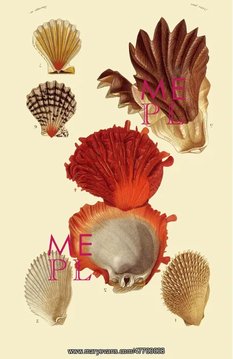  : Seashells