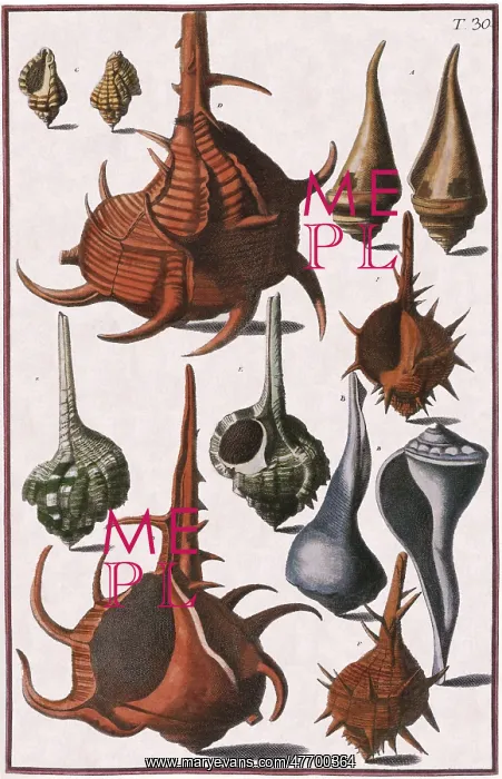  : Seashells