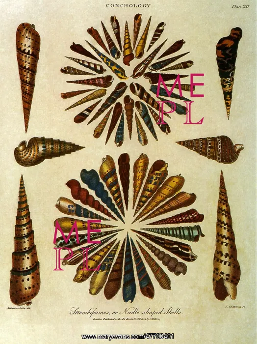  : Seashells