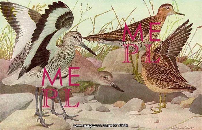  : Seaside Birds