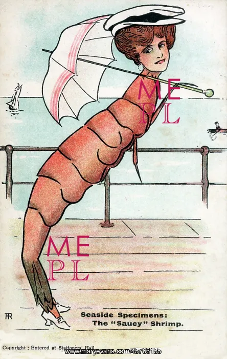 : Seaside Specimens: The Saucy Shrimp : Seaside Specimens: The Saucy Shrimp