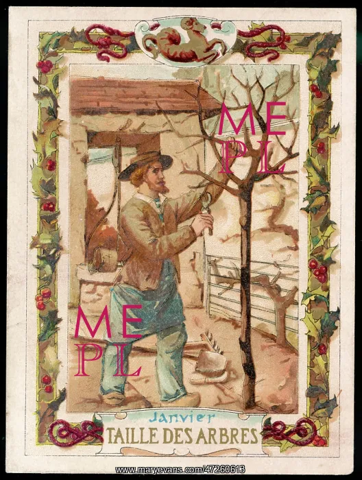  : SEASONS / JANUARY / PRUNING