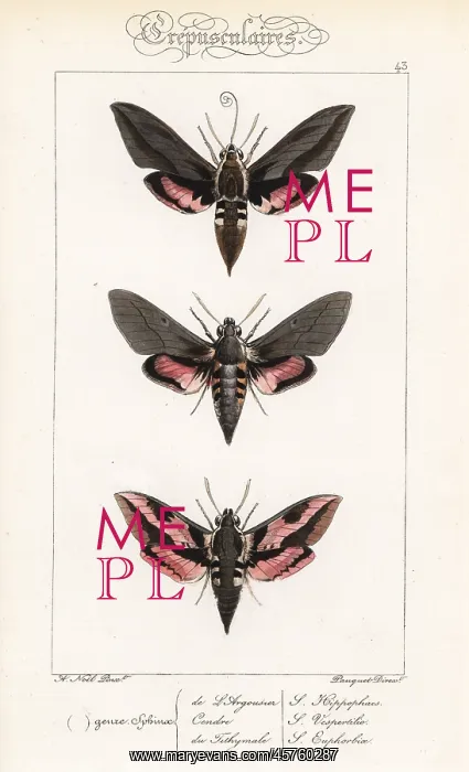 : Seathorn hawk-moth, dusky hawkmoth and spurge hawkmoth : Seathorn hawk-moth, dusky hawkmoth and spurge hawkmoth