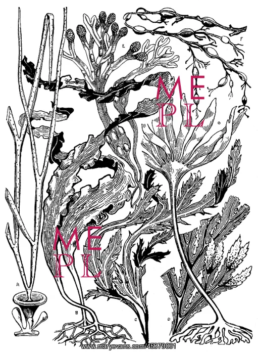 : Seaweed. Studies in plant form with suggestions for their application to design : Seaweed. Studies in plant form with suggestions for their application to design