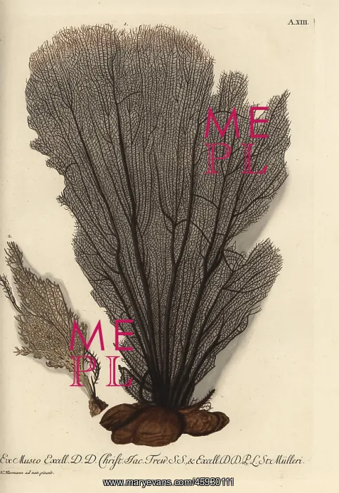 : Seaweed without coral bark 1, and smaller : Seaweed without coral bark 1, and smaller