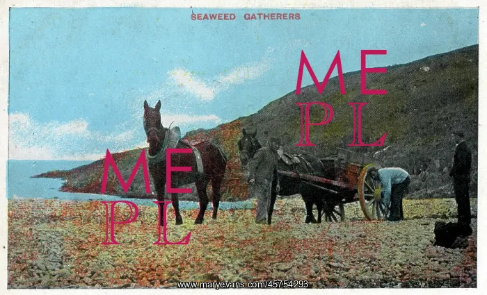 : Seaweed Gatherers : Seaweed Gatherers