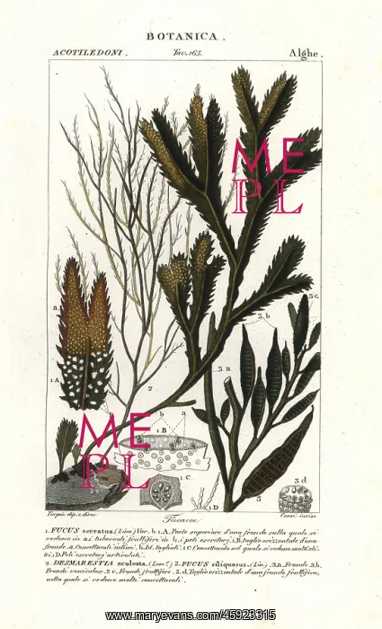 : Seaweed species : Seaweed species