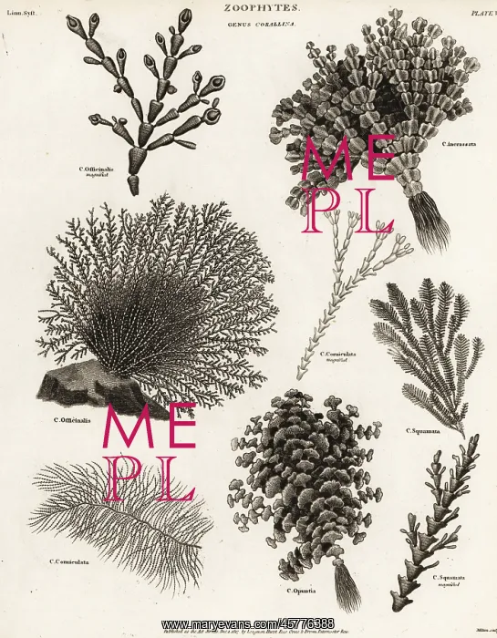 : Seaweeds, coral weed and algae : Seaweeds, coral weed and algae