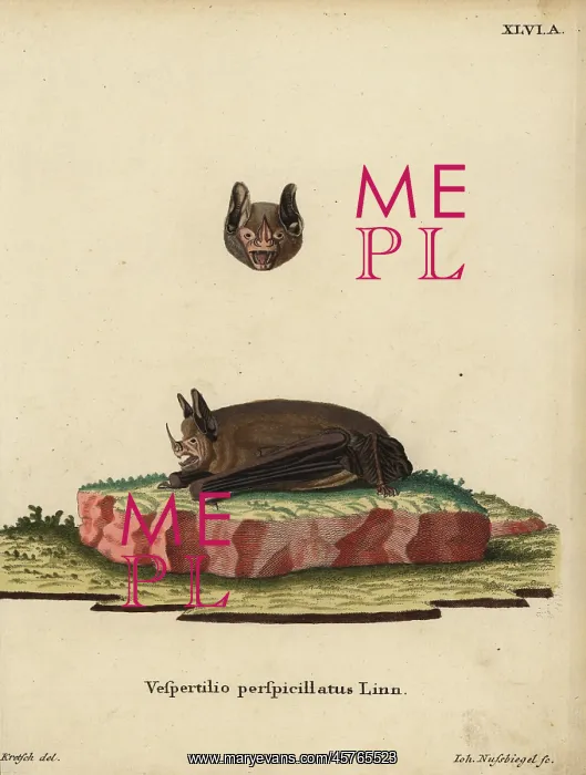 : Seba's short-tailed bat, Carollia perspicillata : Seba's short-tailed bat, Carollia perspicillata