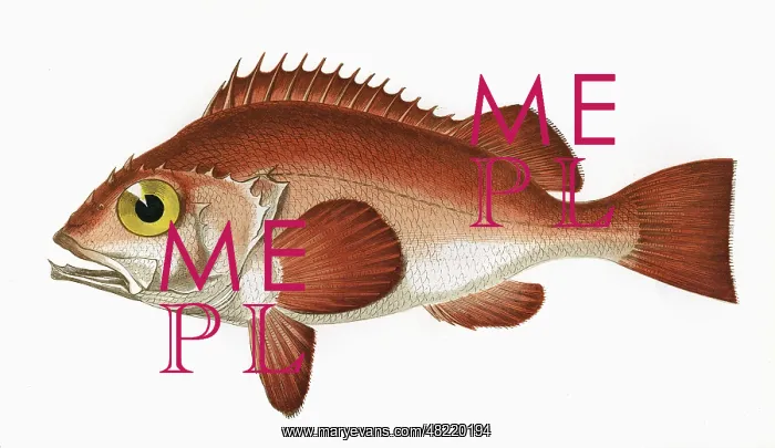: Sebastes norvegicus, or Rose Fish : Sebastes norvegicus, or Rose Fish