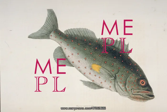 : Sebastes sp. rockfish : Sebastes sp. rockfish