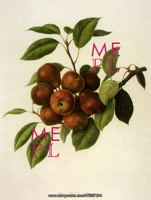  : Seckle Pears