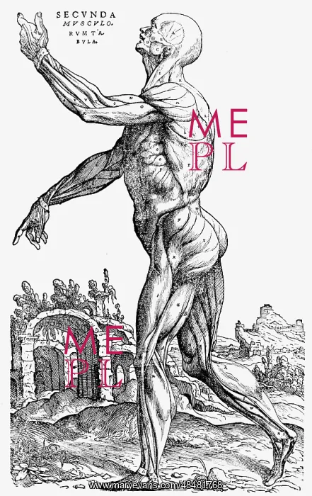 : The second plate of the muscles. From Book II : The second plate of the muscles. From Book II