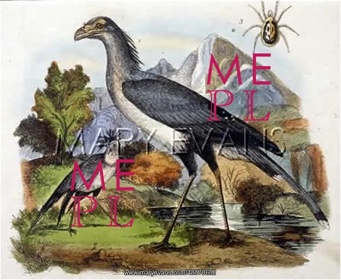  : SECRETARY BIRD