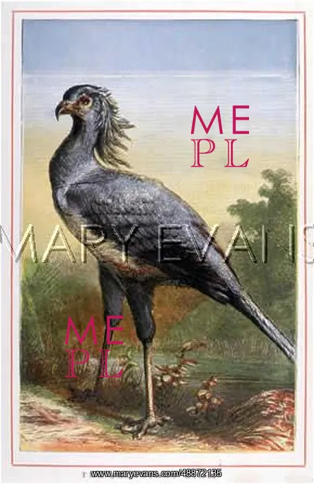 : Secretary Bird : Secretary Bird
