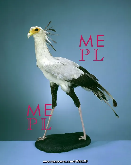 : Secretary bird, Sagittarius serpentarius : Secretary bird, Sagittarius serpentarius