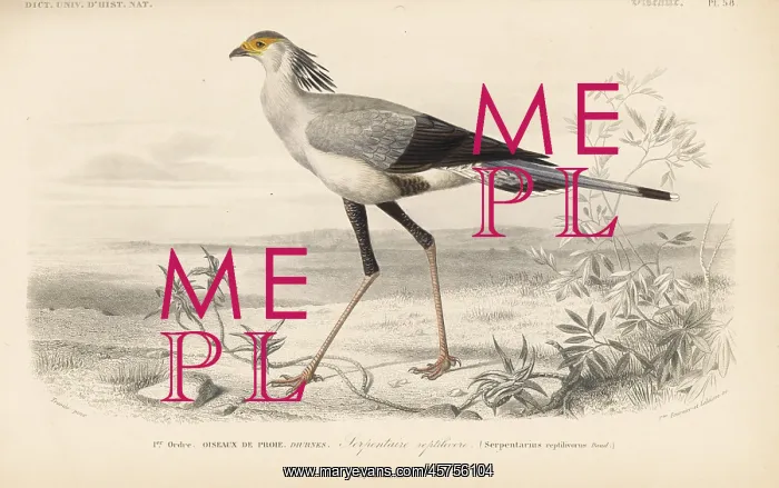 : Secretary bird, Sagittarius serpentarius. Vulnerable : Secretary bird, Sagittarius serpentarius. Vulnerable