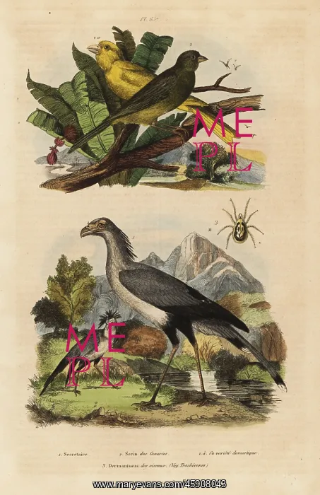 : Secretary bird, Sagittarius serpentarius : Secretary bird, Sagittarius serpentarius