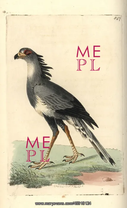 : Secretary bird, Sagittarius serpentarius (vulnerable) : Secretary bird, Sagittarius serpentarius (vulnerable)