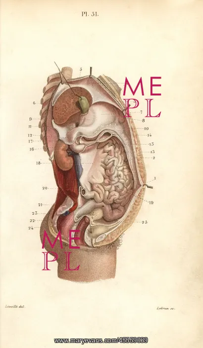 : Section through the abdomen : Section through the abdomen